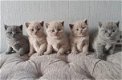 Britse korthaar kittens met stamboom. Lilac kleur - 5 - Thumbnail