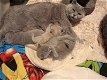 Britse korthaar kittens met stamboom. Lilac kleur - 7 - Thumbnail