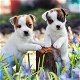 We hebben twee schattige Jack Russell-puppy's - 1 - Thumbnail