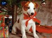 We hebben twee schattige Jack Russell-puppy's - 2 - Thumbnail