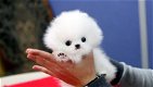 Schattige Pommerse puppy's met stamboom - 0 - Thumbnail