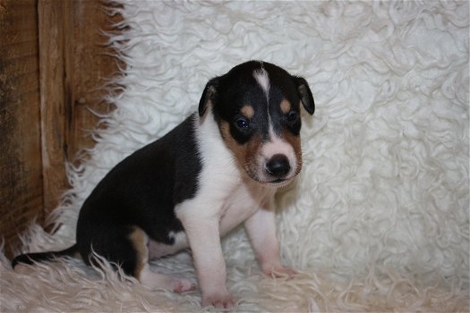 Te koop Schotse Herdershond korthaar(collie) pups met stamboom FCI - 0