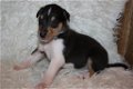 Te koop Schotse Herdershond korthaar(collie) pups met stamboom FCI - 1 - Thumbnail