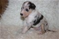 Te koop Schotse Herdershond korthaar(collie) pups met stamboom FCI - 2 - Thumbnail