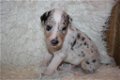 Te koop Schotse Herdershond korthaar(collie) pups met stamboom FCI - 3 - Thumbnail