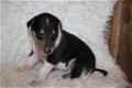 Te koop Schotse Herdershond korthaar(collie) pups met stamboom FCI - 5 - Thumbnail