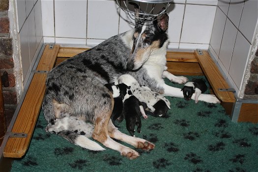 Te koop Schotse Herdershond korthaar(collie) pups met stamboom FCI - 6