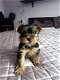 Yorkshire Terrier Puppies - 0 - Thumbnail