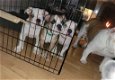 Prachtige Engelse Bulldog pups zoeken een goed huis. - 0 - Thumbnail