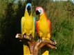 set papegaai - 2 - Thumbnail