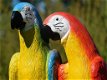 set papegaai - 3 - Thumbnail