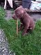 American Staffordshire Terrier te koop - 0 - Thumbnail
