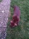 American Staffordshire Terrier te koop - 2 - Thumbnail