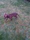 American Staffordshire Terrier te koop - 4 - Thumbnail