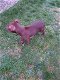 American Staffordshire Terrier te koop - 5 - Thumbnail