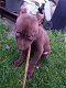 American Staffordshire Terrier te koop - 6 - Thumbnail