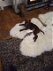 American Staffordshire Terrier te koop - 7 - Thumbnail