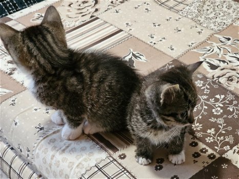 Europese korthaar kitten zoeken een nieuwe huis - 0