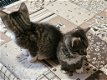 Europese korthaar kitten zoeken een nieuwe huis - 0 - Thumbnail