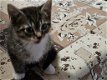 Europese korthaar kitten zoeken een nieuwe huis - 1 - Thumbnail