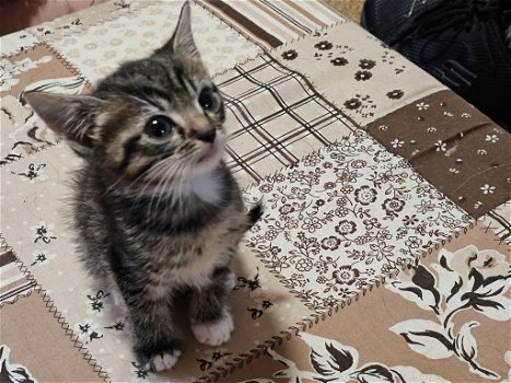 Europese korthaar kitten zoeken een nieuwe huis - 2