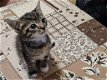 Europese korthaar kitten zoeken een nieuwe huis - 2 - Thumbnail