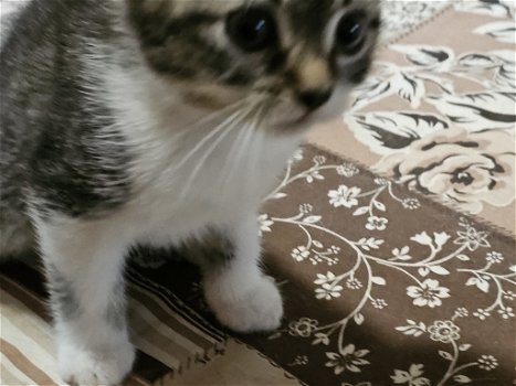 Europese korthaar kitten zoeken een nieuwe huis - 3