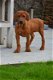 Rhodesian Ridgeback pups - 0 - Thumbnail