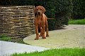 Rhodesian Ridgeback pups - 1 - Thumbnail