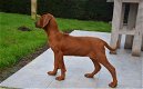 Rhodesian Ridgeback pups - 3 - Thumbnail