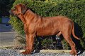 Rhodesian Ridgeback pups - 5 - Thumbnail