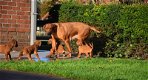 Rhodesian Ridgeback pups - 6 - Thumbnail