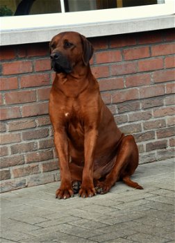 Rhodesian Ridgeback pups - 7