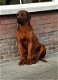 Rhodesian Ridgeback pups - 7 - Thumbnail