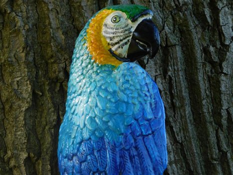 papegaai bianca - 2