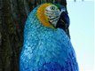 papegaai bianca - 3 - Thumbnail