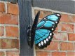 vlinder , jannie - 0 - Thumbnail