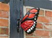 vlinder , jannie - 2 - Thumbnail