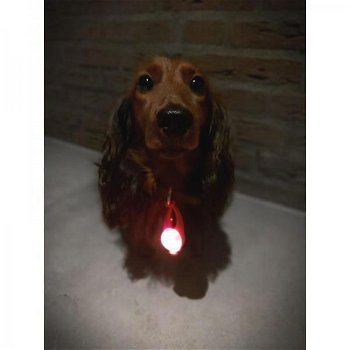 Licht hond voor om honden halsband - 3
