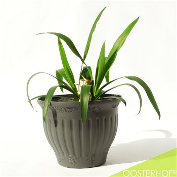 Yucca in pot - 33 x 43 cm - 0