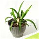 Yucca in pot - 33 x 43 cm - 1 - Thumbnail