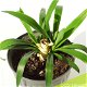 Yucca in pot - 33 x 43 cm - 2 - Thumbnail