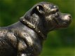 hond van een pitbull - 1 - Thumbnail