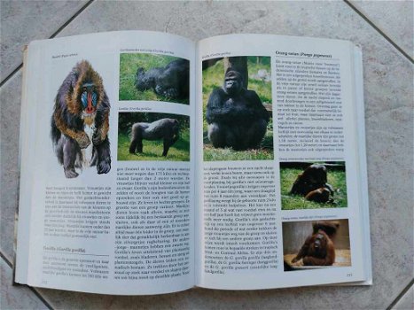 Geillustreerde wilde dieren encyclopedie Esther Verhoef Verh - 5