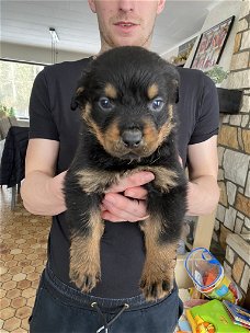 4 rottweiler reu’s