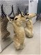 Top quality Lion/impalla/antelope/deer/bear/moose/buffalo and base Taxidermy for sale - 0 - Thumbnail