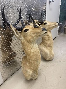 Top quality Lion/impalla/antelope/deer/bear/moose/buffalo and base Taxidermy for sale