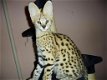 Savannah-kittens beschikbaar - 0 - Thumbnail