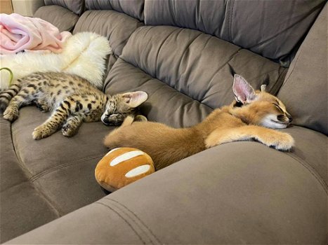 Savannah-kittens beschikbaar - 1