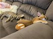 Savannah-kittens beschikbaar - 1 - Thumbnail